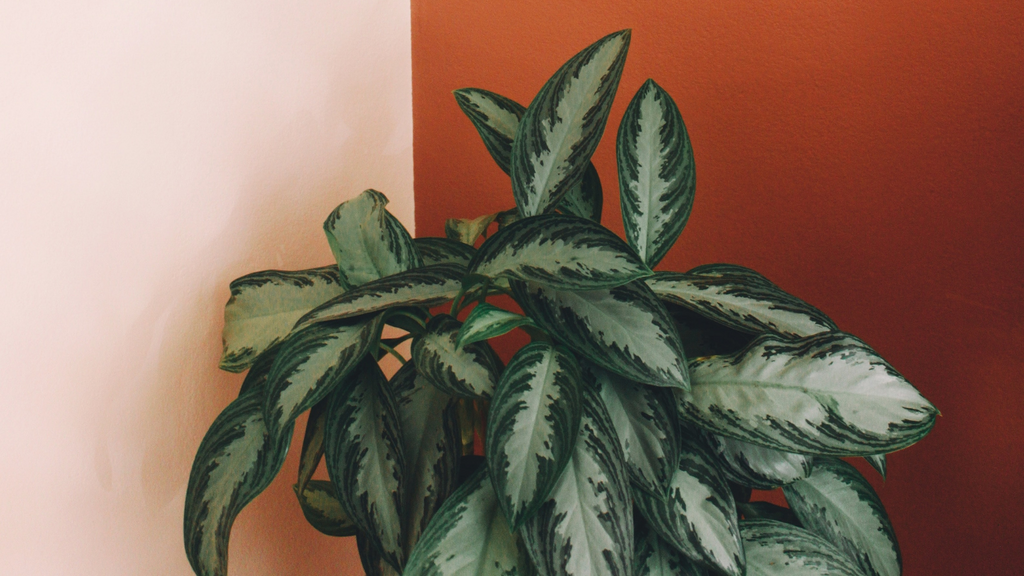 10 Houseplants to Bio-Hack Your Happy